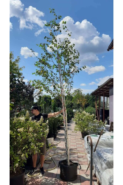 Береза полезная Доренбос - 45л/вис.350-450см/Ø80-100см/обхват 8-10см